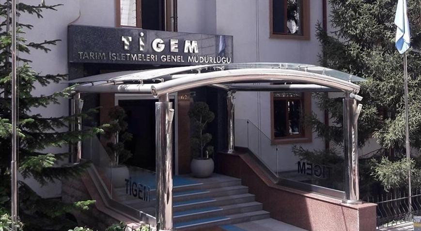 TİGEM, 600 reforme küçükbaş hayvan satacak