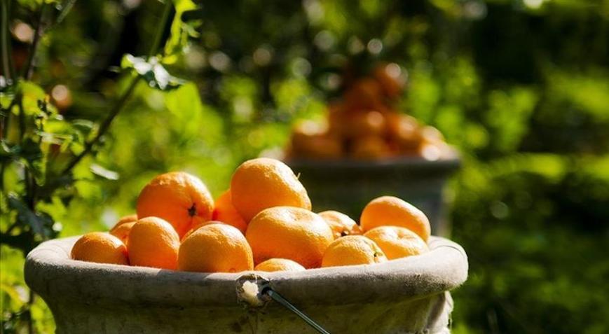 Türkiye yılın ilk çeyreğinde en fazla mandalinayı Iraka sattı
