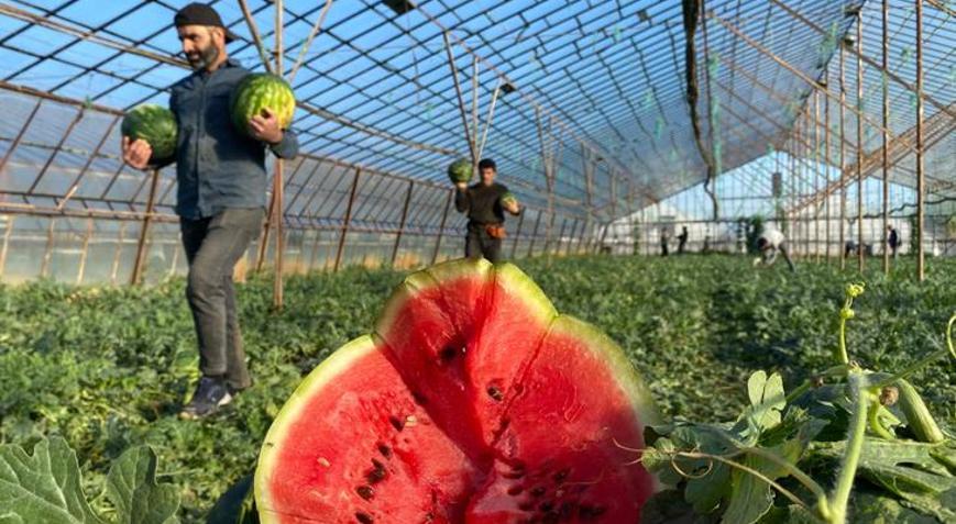 Antalyada seralarda yetiştirilen sezonun ilk karpuzları hasat ediliyor