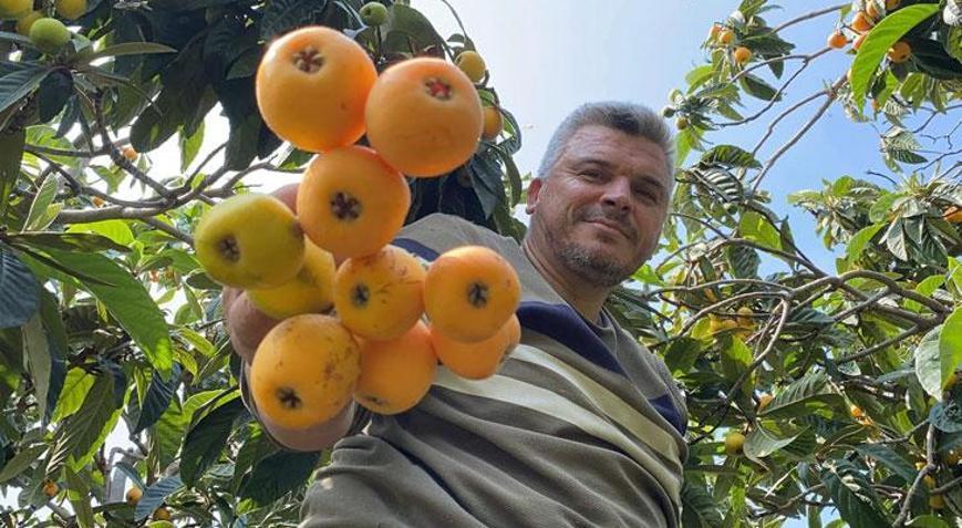 Sarı altın yenidünyada hasat başladı