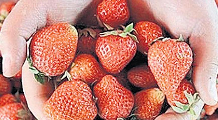 Çilek Festivali için geri sayım başladı