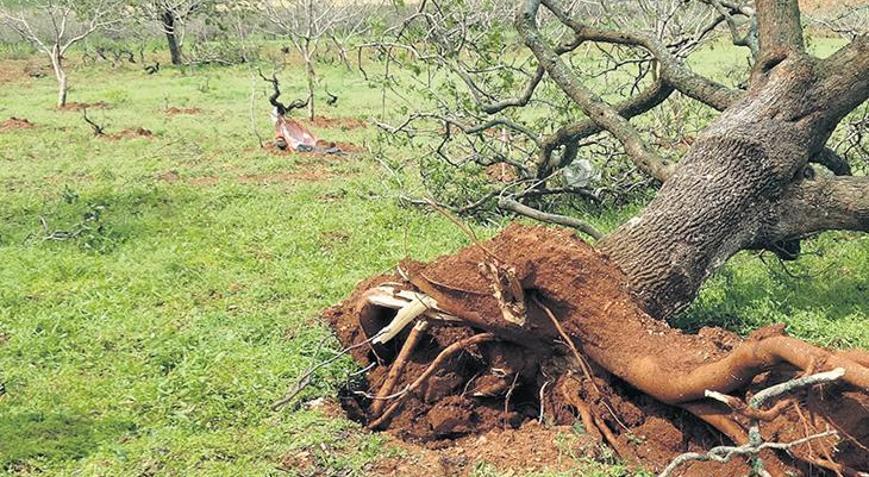 Fıstıkta VAR yılı YOK oldu