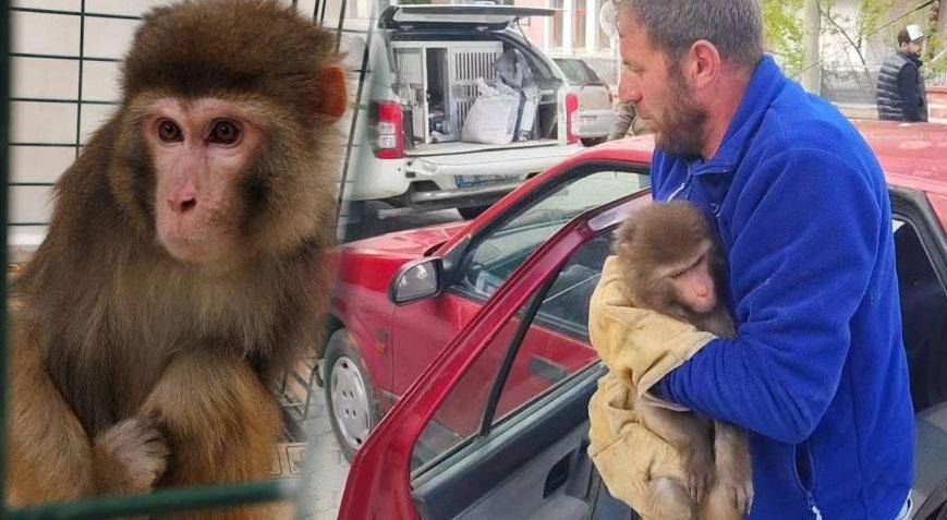 Köy yolunda büyük şok Rhesus maymunu Yozgat’ta ortaya çıktı