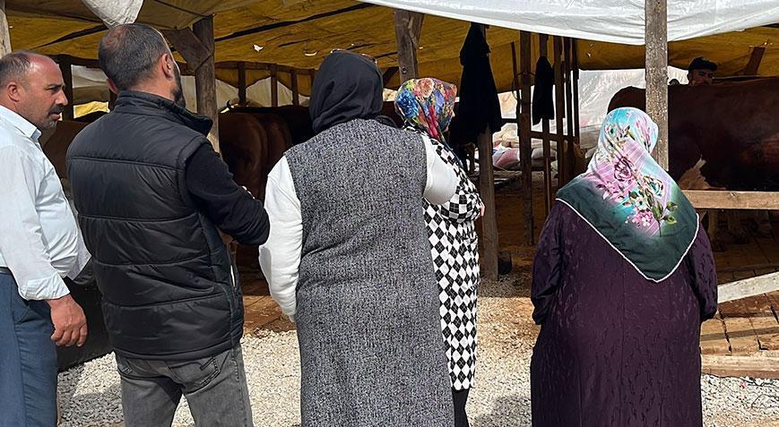 Gebzede kurban pazarının yıldızı 1 tonluk Şampiyonun fiyatı dudak uçuklatıyor