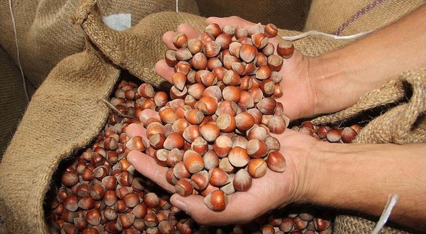 Türkiye fındık ihracatından 987 milyon doları aşkın gelir sağladı