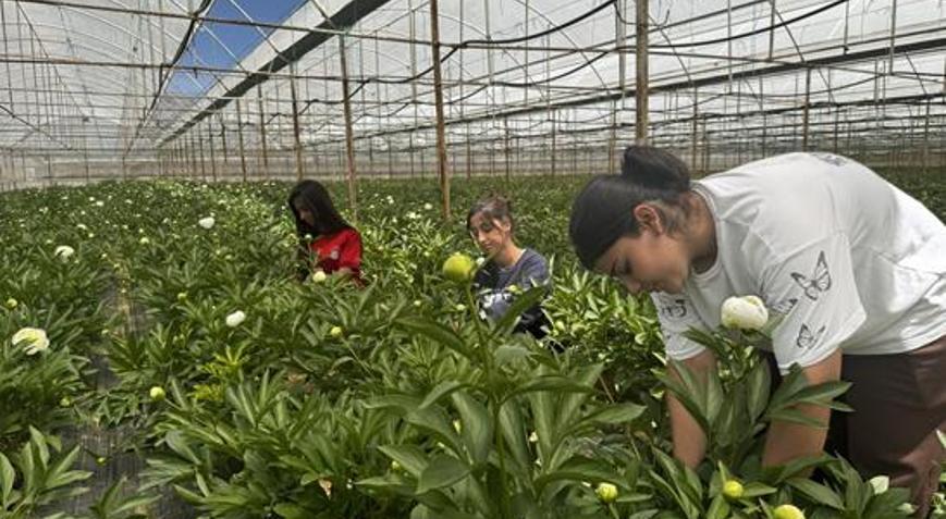 Antalya’da tarladan servete dönüşen çiçek Tanesi 150 TL’ye satılıyor, Türkiye’nin dört bir yanından sipariş yağıyor
