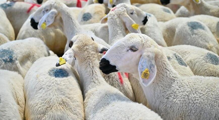 Kurban alacaklar dikkat İşte 5 soruda kurbanlık hayvan seçiminde dikkat edilmesi gerekenler