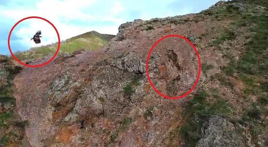 Kartal, ayı ve yavrularını takip etti; o anlar dronla görüntülendi