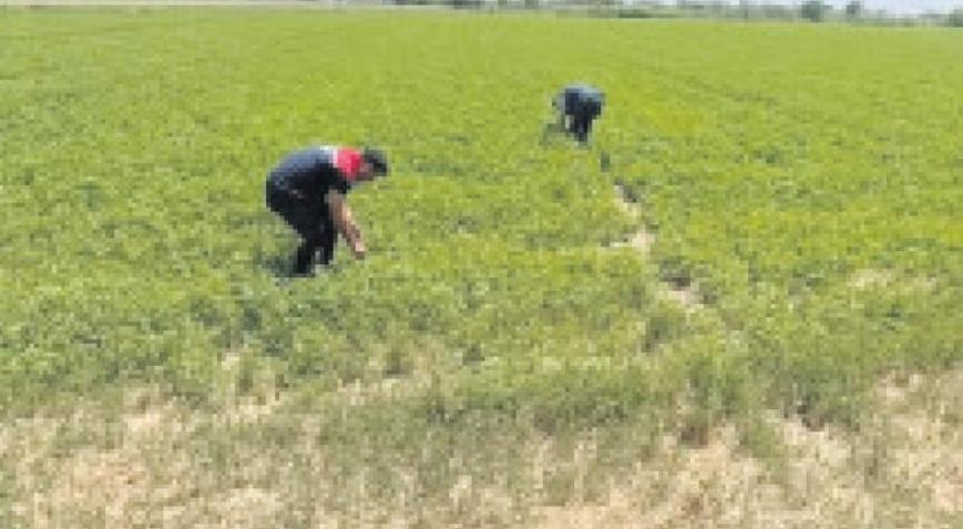 Aydın’da kuraklıkla mücadele çalışmaları