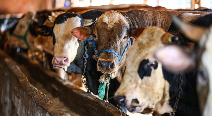 Bayramda 3,3 milyon kurbanlık kesilmesi bekleniyor
