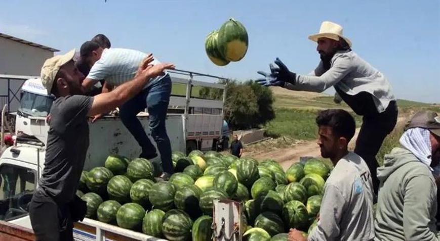 Adanada sezonun ilk karpuz hasadı başladı: Kilosu 25 TL