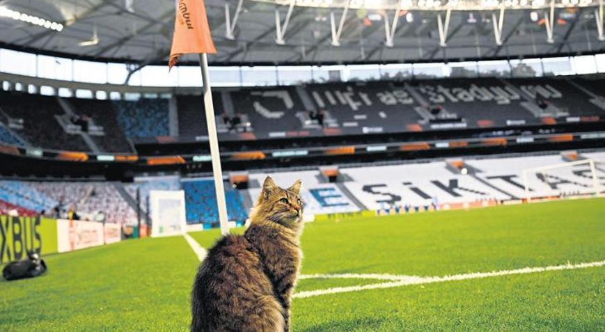 İstanbul ya da yeni adıyla Catstanbul