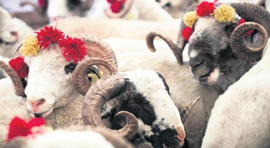 Sokakta kurban kesip, atıkları gömene 29 bin 529 TL ceza
