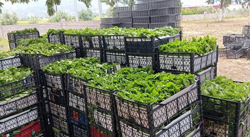 Yeşil altın için sabahın köründe mesai Daha daldayken para kazandırıyor: Kilosu 90 liraya kadar çıktı