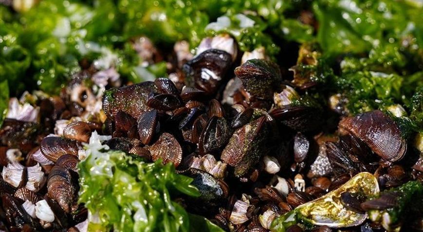 İzmirde midye başta olmak üzere 7 ton su ürününe el konuldu
