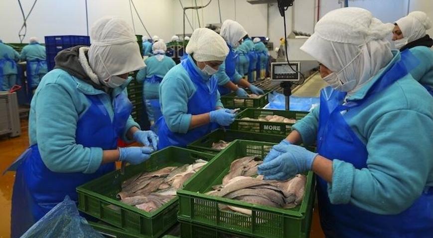 Türkiye’s seafood exports top $2.2 billion, reaching 133 countries