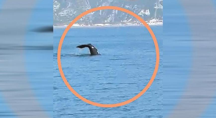 Samandağ’da balina sürprizi Beslenmek ve sıcak etkisi
