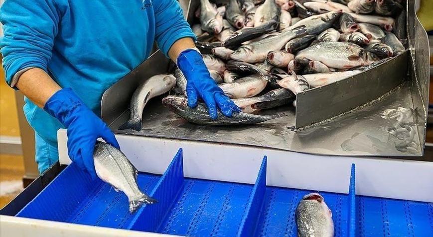 Türkiyenin su ürünleri üretimi 2025te yüzde 11,1 arttı
