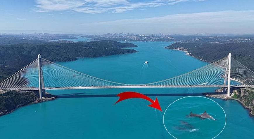 Turkuaz renge bürünen İstanbul Boğazı’nda sürpriz görüntü Bir anda ortaya çıktılar