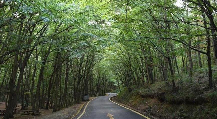 İstanbulda ormanlara girişler yasaklandı Valilikten açıklama