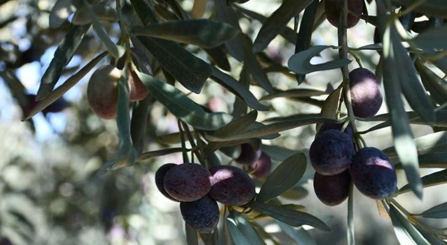 Zeytin üretimi masaya yatırıldı