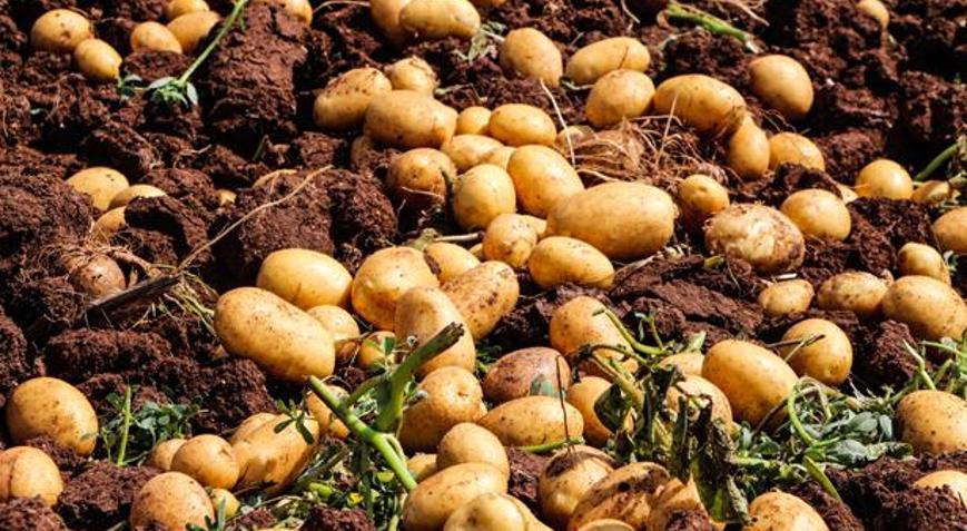 Tarlada tablo değişti Patates hasadında 20 günde fiyat 10 TL birden geriledi