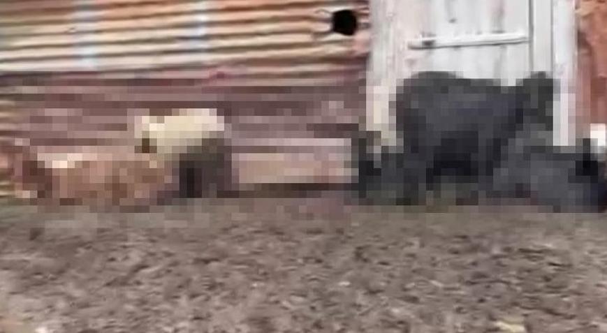 Onlarca hayvan telef olmuştu Adanadaki gizemli ölümlerin nedeni belli oldu