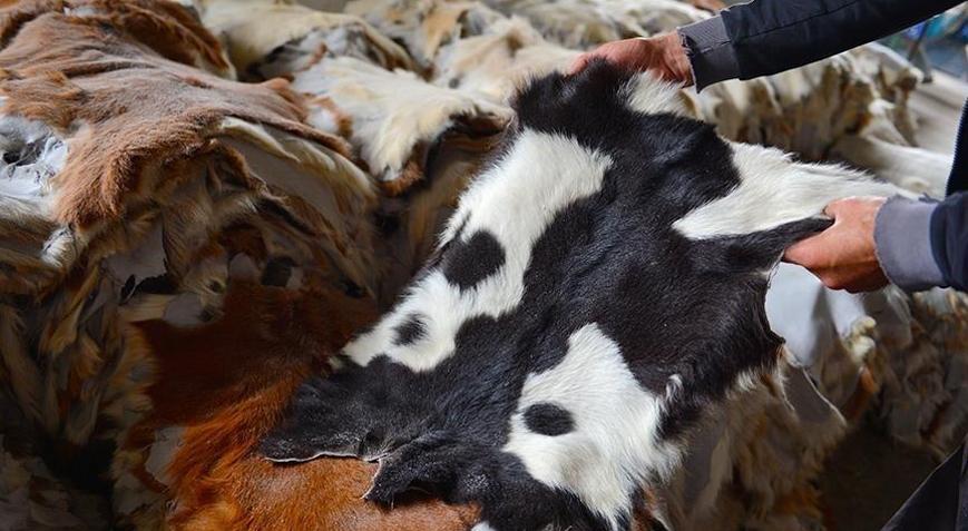 Kurban Bayramında toplanan deriler ekonomiye kazandırılacak