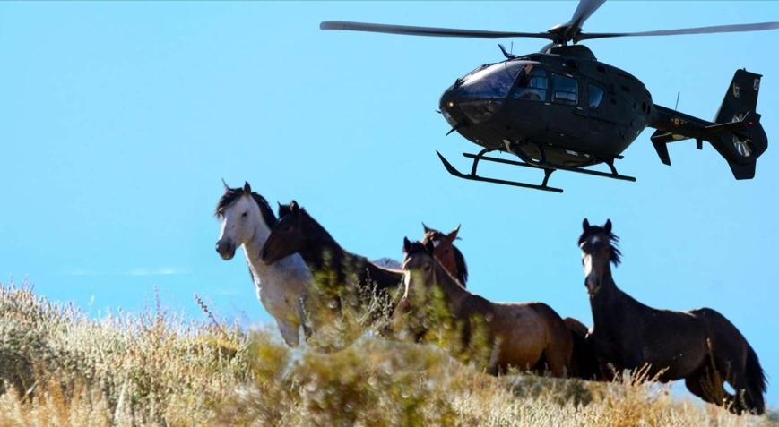 Yabani at tartışması ölüm tehditlerine döndü, kasaba karıştı Helikopterlerden vurularak öldürülüyorlar