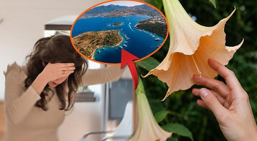Dokunanın bilinci bulanıyor İsmi Melek, etkisi zehir: Türkiyede bu bölgelerde görülüyor