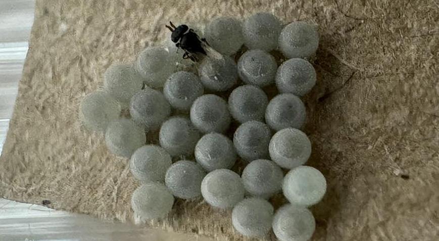 Karadenize samuray arıları bırakılacak 22 Haziranda 5 ilde salınacak
