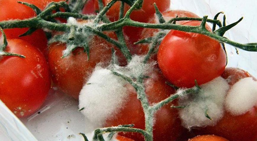 Domateslerin yanına sadece bir adet koyun Küflenmeyi tamamen unutturacak mutfak sırrı