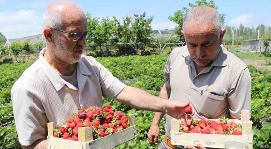 Emekli müdür babasından kalma arazide devlet desteğiyle çilek üretiyor