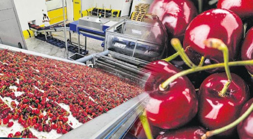 Türk kirazının Çin yolculuğu başlıyor