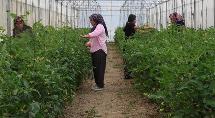 Kimse inanmadı, kadınların azmi başardı Çorak topraklar servet üreten bahçelere dönüştü