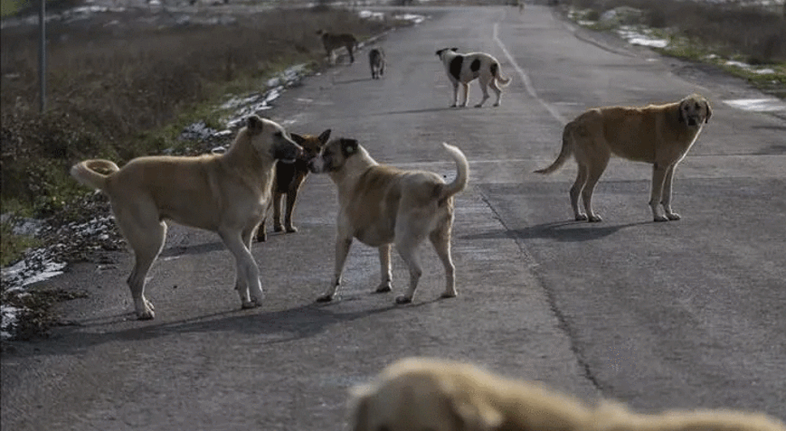 Son dakika... Sahipsiz köpek saldırıları sonrası 3 belediye başkanı hakkında işlem