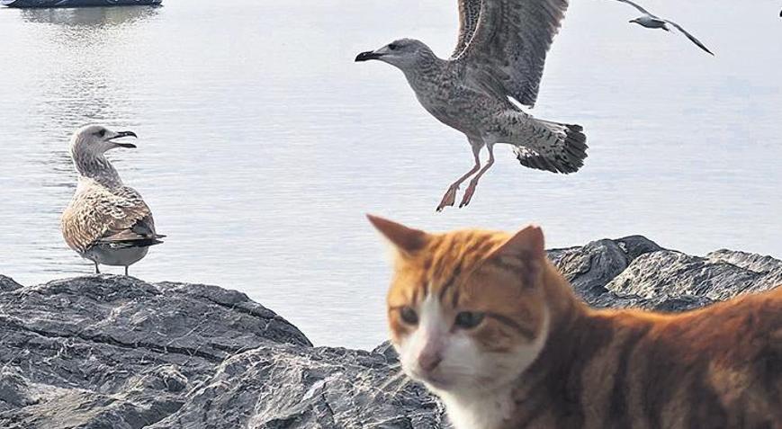 İstanbul’un martıları miyavlıyor Kedi mamasıyla daha güçlüler
