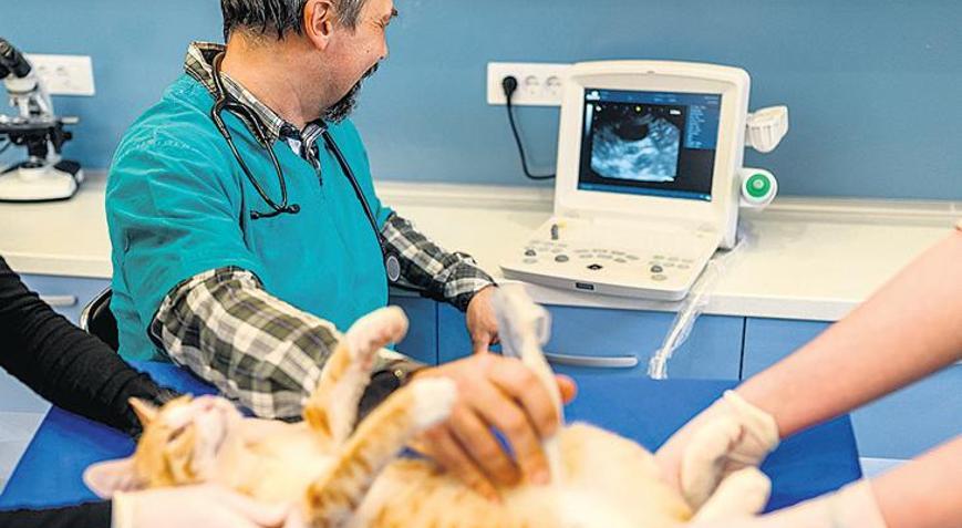 Evcil hayvanlarınız da hipertansiyon hastası olabilir