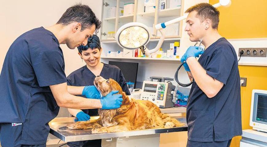 Köpeklerde burun tümörlerine radyoterapi umudu