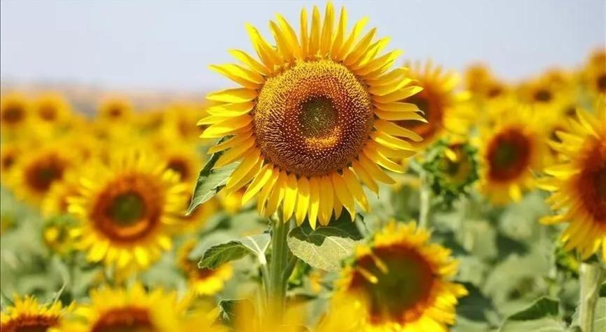 Ayçiçeği tohumu ve ham ayçiçeği yağı ithalatında tarife kontenjanı uygulanacak