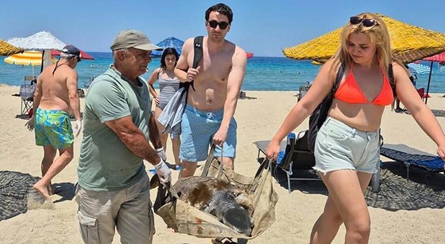 İki ilde 3 deniz kaplumbağası ölü bulundu