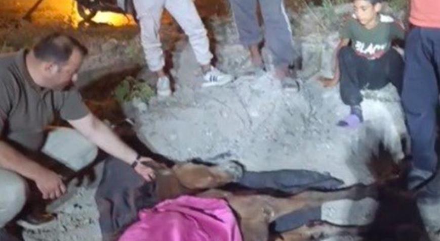 Minibüsün çarptığı başıboş at Haybulans ile tedaviye alındı