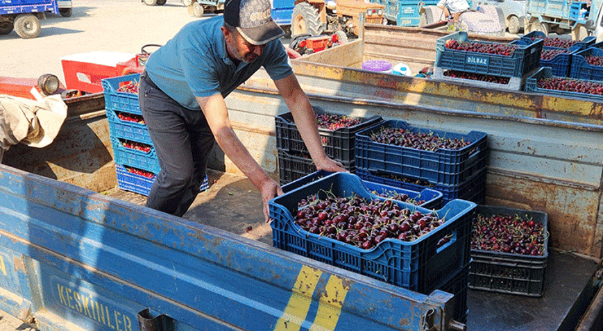 Napolyon kirazında fiyatlar 15 TLye kadar düştü Üreticiler tedirgin