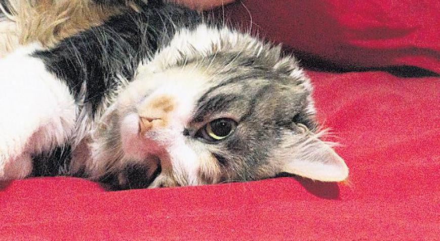 Boşanmada 3 kedi için karar Masrafını ödeyecek ama göremeyecek