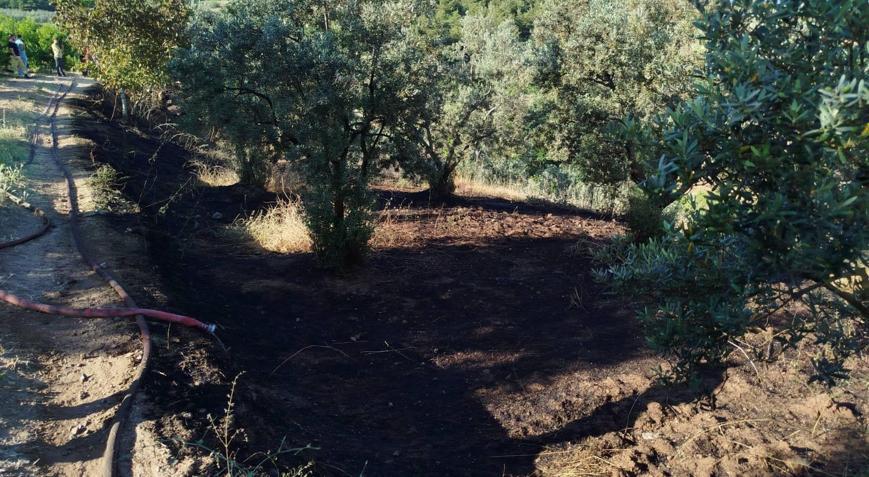 Bilecikte zeytinlik bahçesinde çıkan yangın söndürüldü