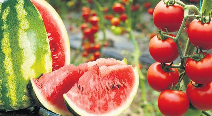 Domates-karpuz ikilisi yok satıyor