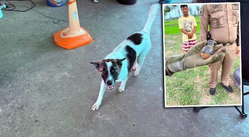 Köpeğin eve getirdiği cisim dehşete düşürdü Gerçek ortaya çıkınca bomba ekipleri çağrıldı