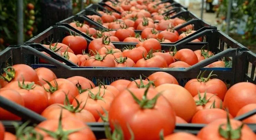 Türkiye 252,5 milyon dolarlık domates ihracatı gerçekleştirdi