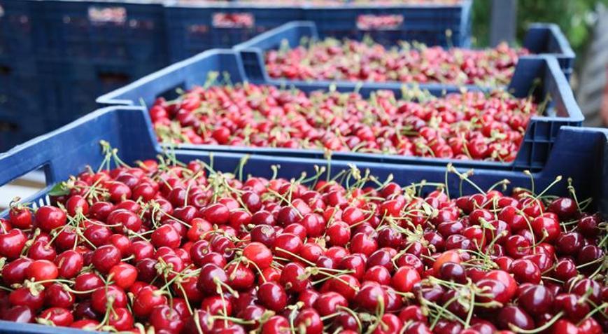 Batı Akdenizde 40,6 milyon dolarlık kiraz ve vişne ihracatı yapıldı