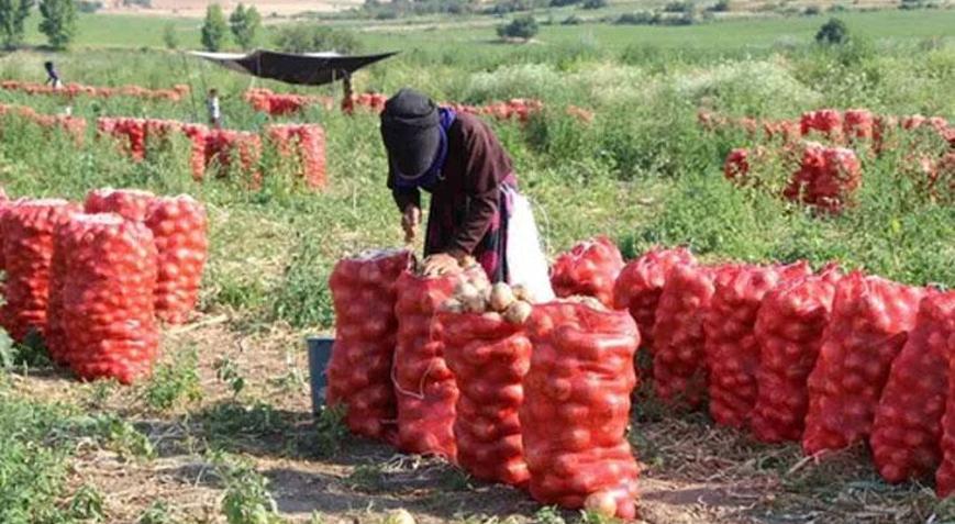 Çiftçiler 2 yıl zarar edince bu yıl daha az ekti Soğan fiyatı 1 ayda 15 TLden 70 TLye çıktı